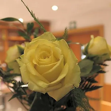 Hotel Albena - Garni